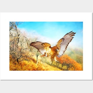 Red-tail Hawk in Autumn Posters and Art